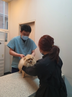 반려동물 광견병 예방접종 장면