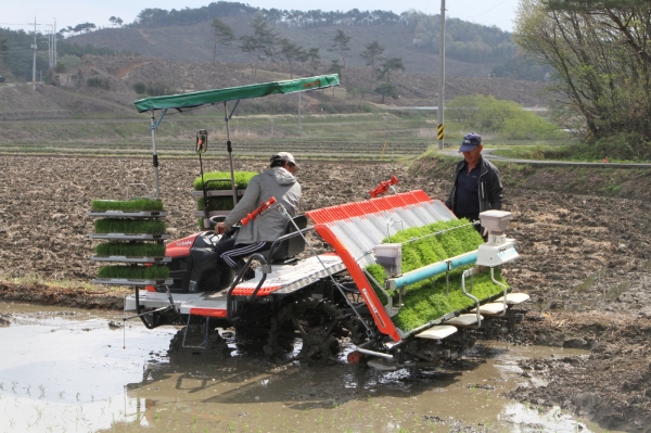 부여군 첫 모내기 장면.