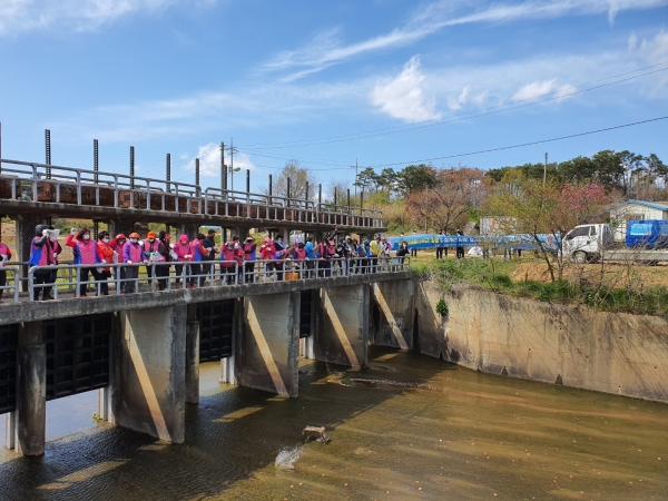 신평면 오봉천에서 실시된 삽교호 살리기 캠페인 사진