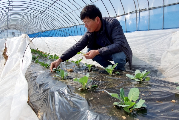 친환경농업(안면읍)