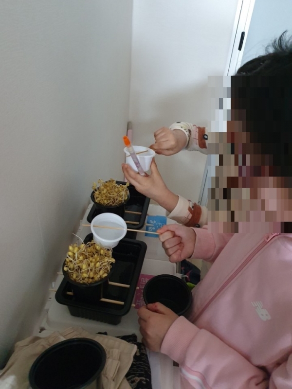 아이들이 콩나물 관찰 키트로 콩나물을 키우고 있다.