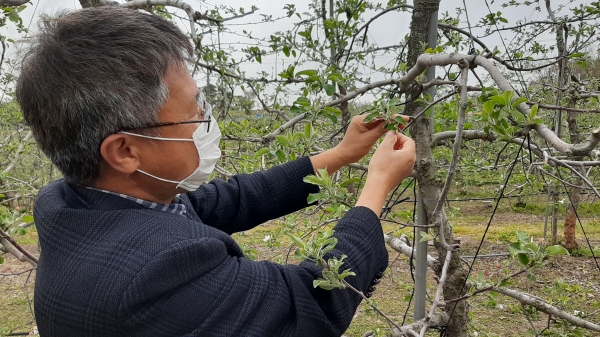 과수저온피해 현장점검 사진
