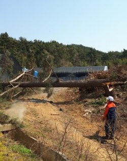 생활권 위험목 제거 사업 추진