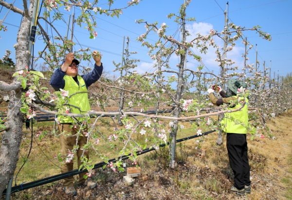지난 27일 태안읍 인평리 사과 재배농가 ‘농촌 일손 돕기’ 모습.