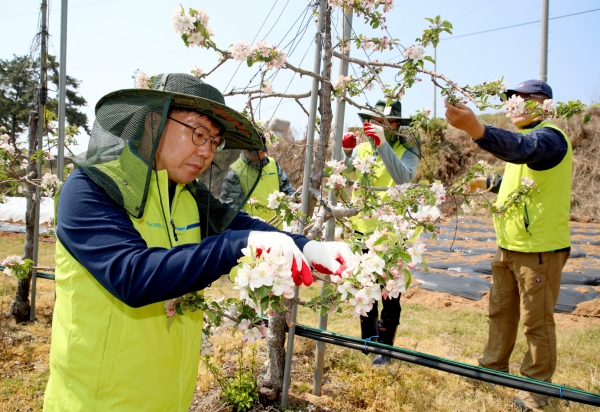 지난 27일 태안읍 인평리 사과 재배농가 ‘농촌 일손 돕기’ 모습.