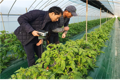 고추재배 현장기술지원 장면