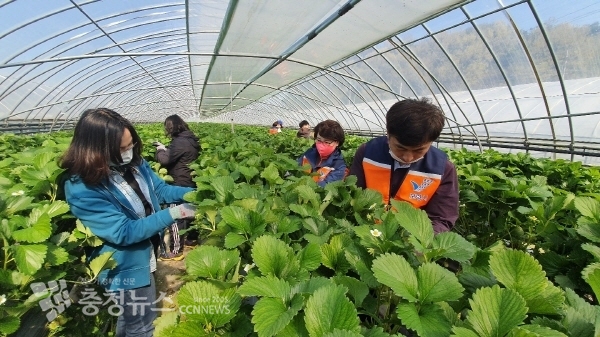 농촌일손돕기 모습