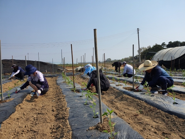농업기술센터 고추심기 일손돕기 봉사
