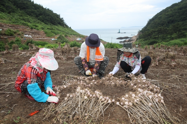 가의도 육쪽마늘 종구 수확 모습.
