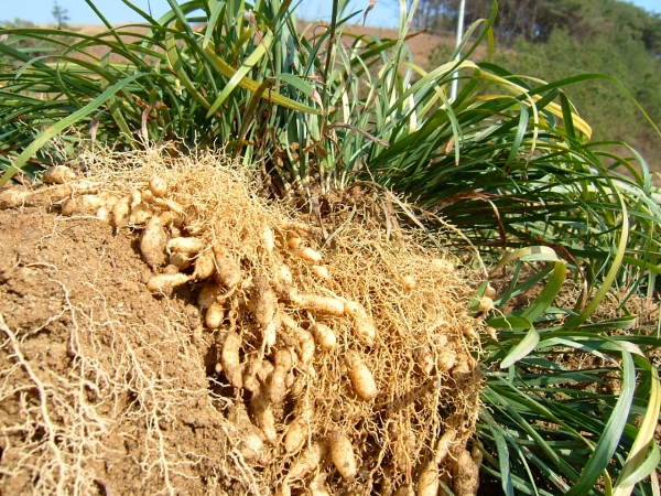 맥문동 산업화 연구용역 착수