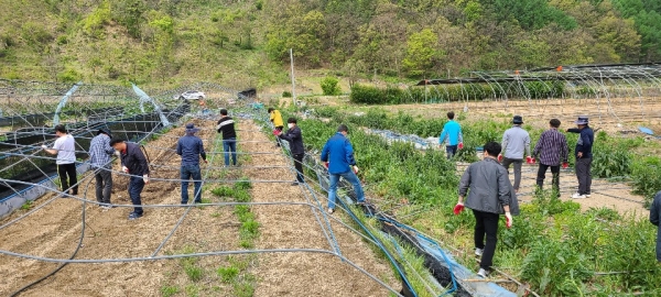 강풍피해 농촌일손돕기 모습