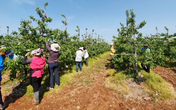 서산시 농업지원과 직원들이 팔봉면 원두연씨 농가에서 사과 적화작업을 하고 있다.
