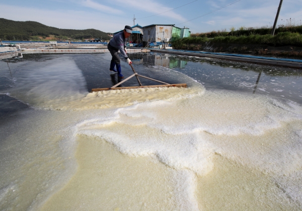 8일 근흥면 마금리의 한 염전에서 송화소금을 생산하는 모습.
