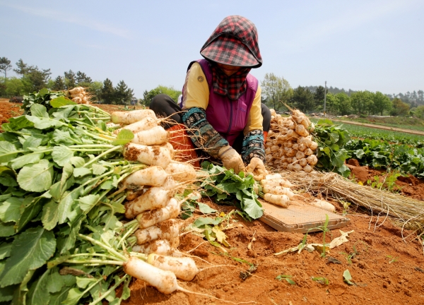 12일 태안읍 장산리 총각무 수확 모습.