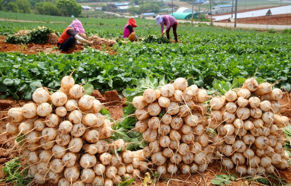 12일 태안읍 장산리 총각무 수확 모습.