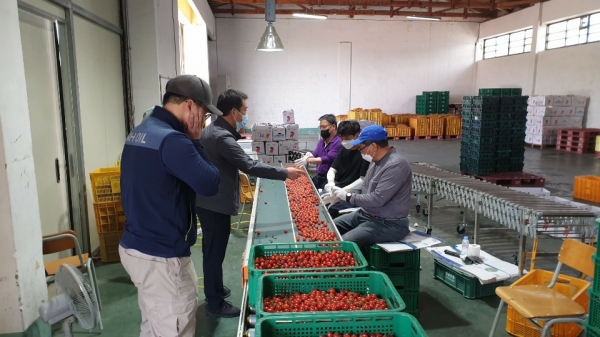 세도농협-논산보호관찰소 자매결연으로 매년 일손돕기 지원