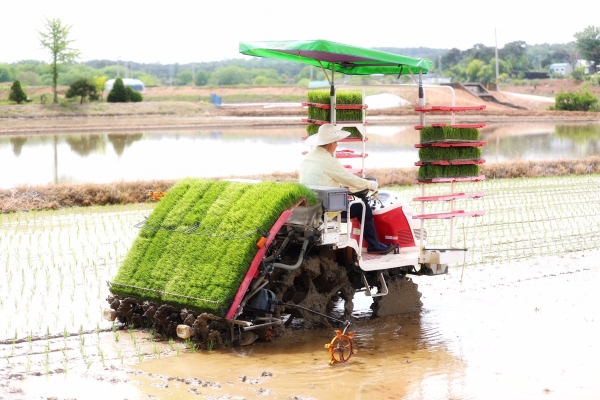 김홍장 당진시장은 14일 신평면 도성리 안동일(55세) 농가의 모내기 현장을 직접 방문해 모내기 시연