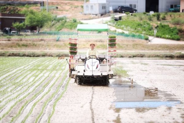 김홍장 당진시장은 14일 신평면 도성리 안동일(55세) 농가의 모내기 현장을 직접 방문해 모내기 시연