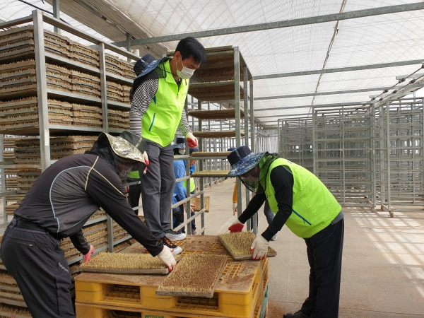 육묘장 일손돕기 봉사 실시