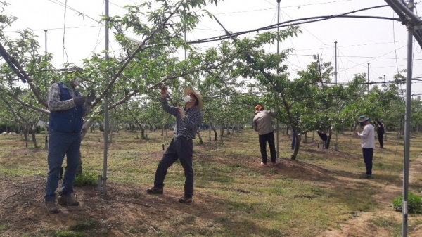 세종시 농촌 일손돕기 자원봉사