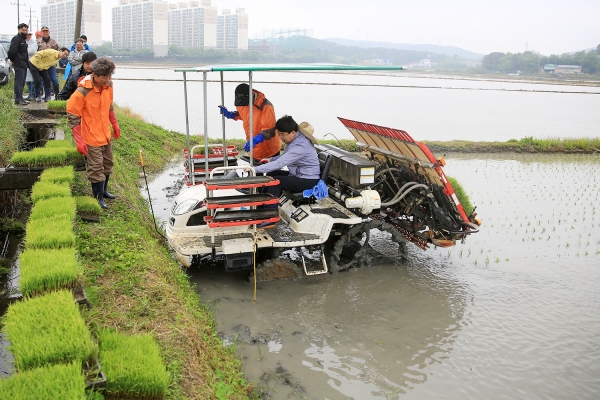 서산시 풍년농사 기원 모내기 행사 모습