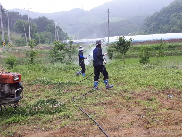 돌발해충 방제 장면