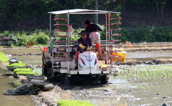 안면읍 중장리 모내기 모습.