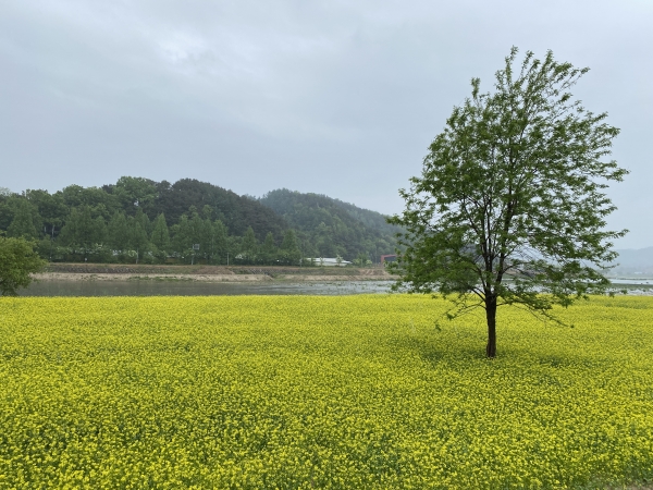 금산천 유채꽃 모습
