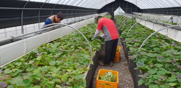 5월 31일까지 농업기술센터 종자은행으로 신청