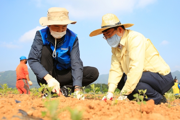 맹정호 서산시장과 김선복 위원장이 국화 묘목을 식재하고 있다.