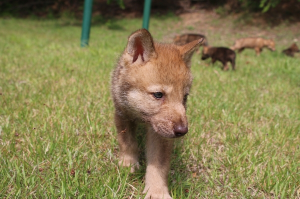 한국늑대 새끼 모습