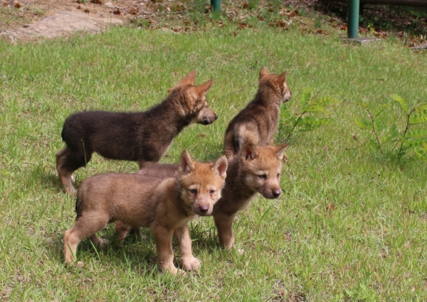 한국늑대 새끼 모습