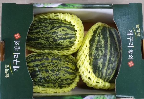 성환 개구리참외