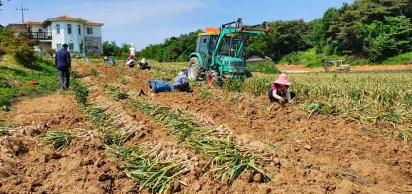 ‘칠갑산 맛나마늘’ 수확 구슬땀