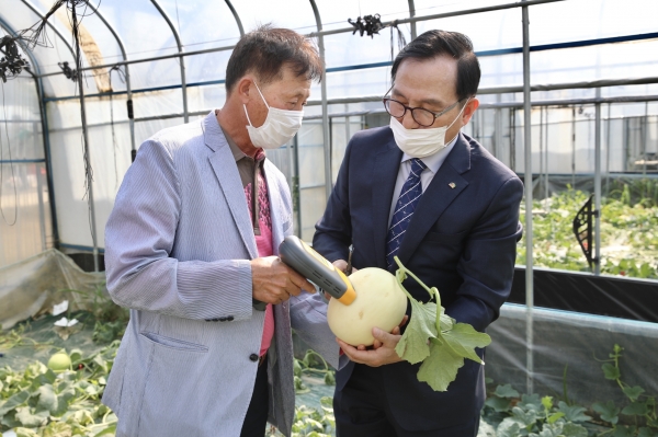 천안시장 수신면 멜론 재배 농장 방문