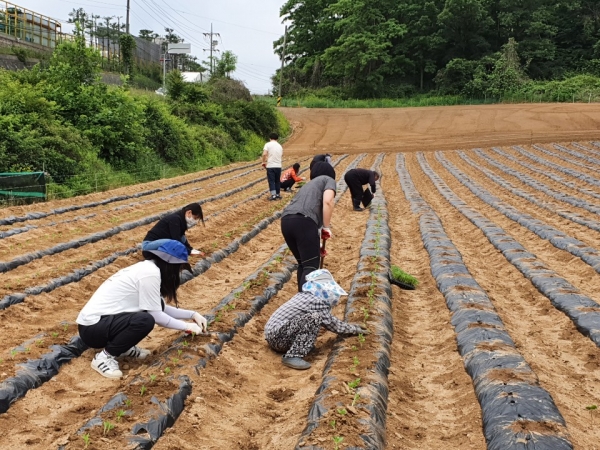 아산시 건축과 직원들이 참께 모종심기에 구슬땀을 흘리고 있다.