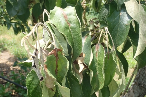 과수화상병 확산 조짐