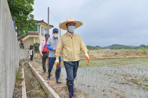 박정현 군수, 삼광벼 재배확대 권농행사 장면