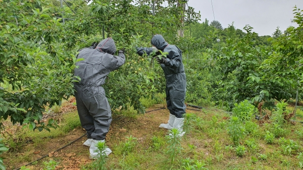과수 화상병 지역 유입 차단 총력