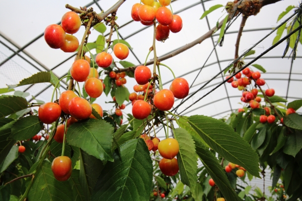 사진은 태안읍 상옥리의 한 농가의 체리 수확 모습.
