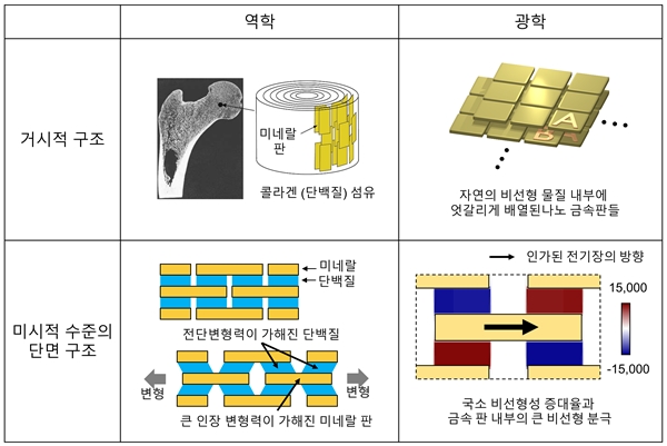 광학적 거대 비선형성을 갖는 메타물질과 동물 뼈의 구조 비교