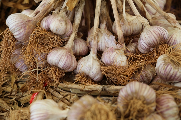 서산6쪽마늘 모습