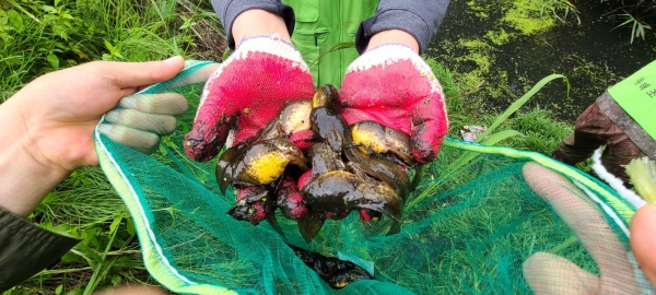 포획한 황소개구리의 올챙이