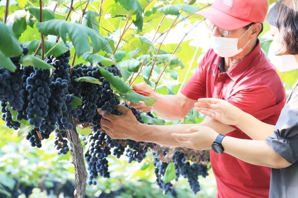 보령 남포 사현포도 첫 수확 모습