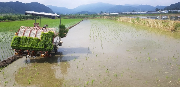 사료용벼 파종