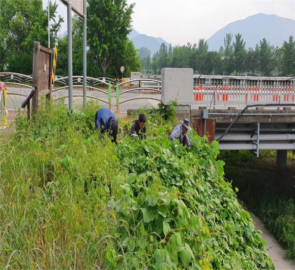 생태교란식물 제거 모습