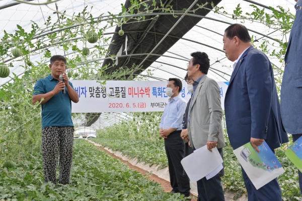 애플수박 평가회 장면