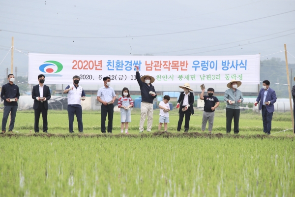 12일 오전 풍세면 남관3리 일원 친환경 벼 재배단지의 모내기가 완료됨에 따라 친환경 농업 발전의 의지를 다지는 ‘우렁이 방사’ 행사