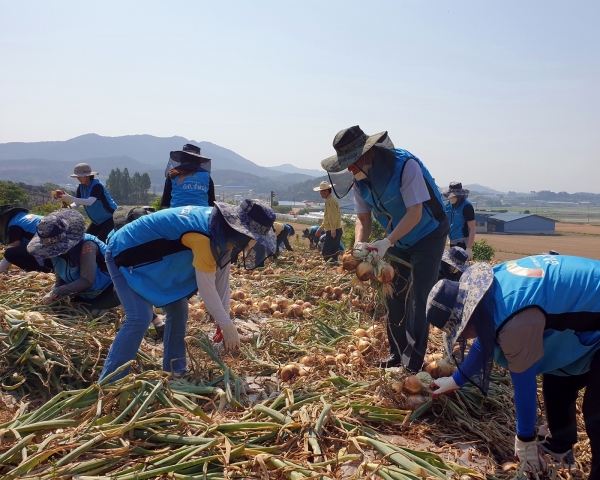 코로나19로 인력난 겪는 농가에 양파수확 일손 돕기 봉사 모습