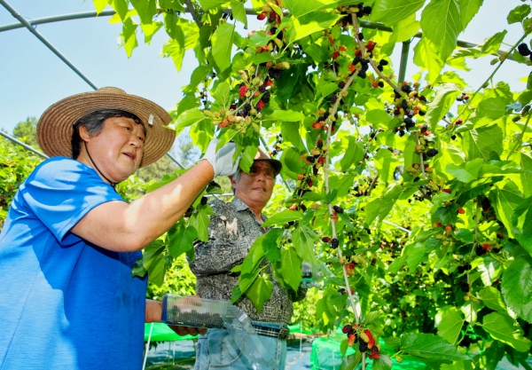 태안군 이원면 한 오디 농가에서 오디를 수확하는 모습.